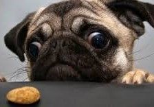 dog-and-cookie-1