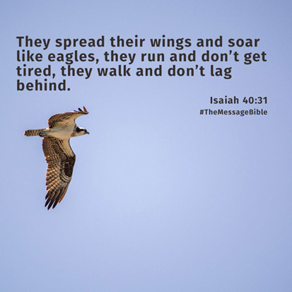They spread their wings and soar like eagles
