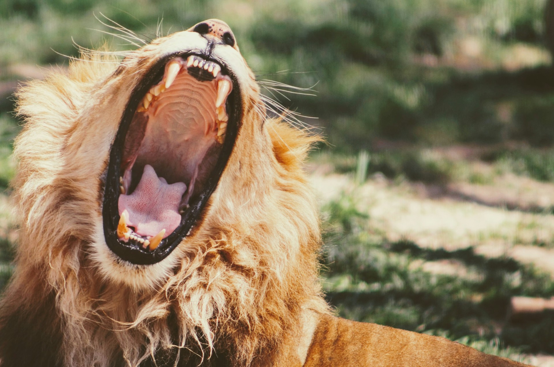 Lion roaring