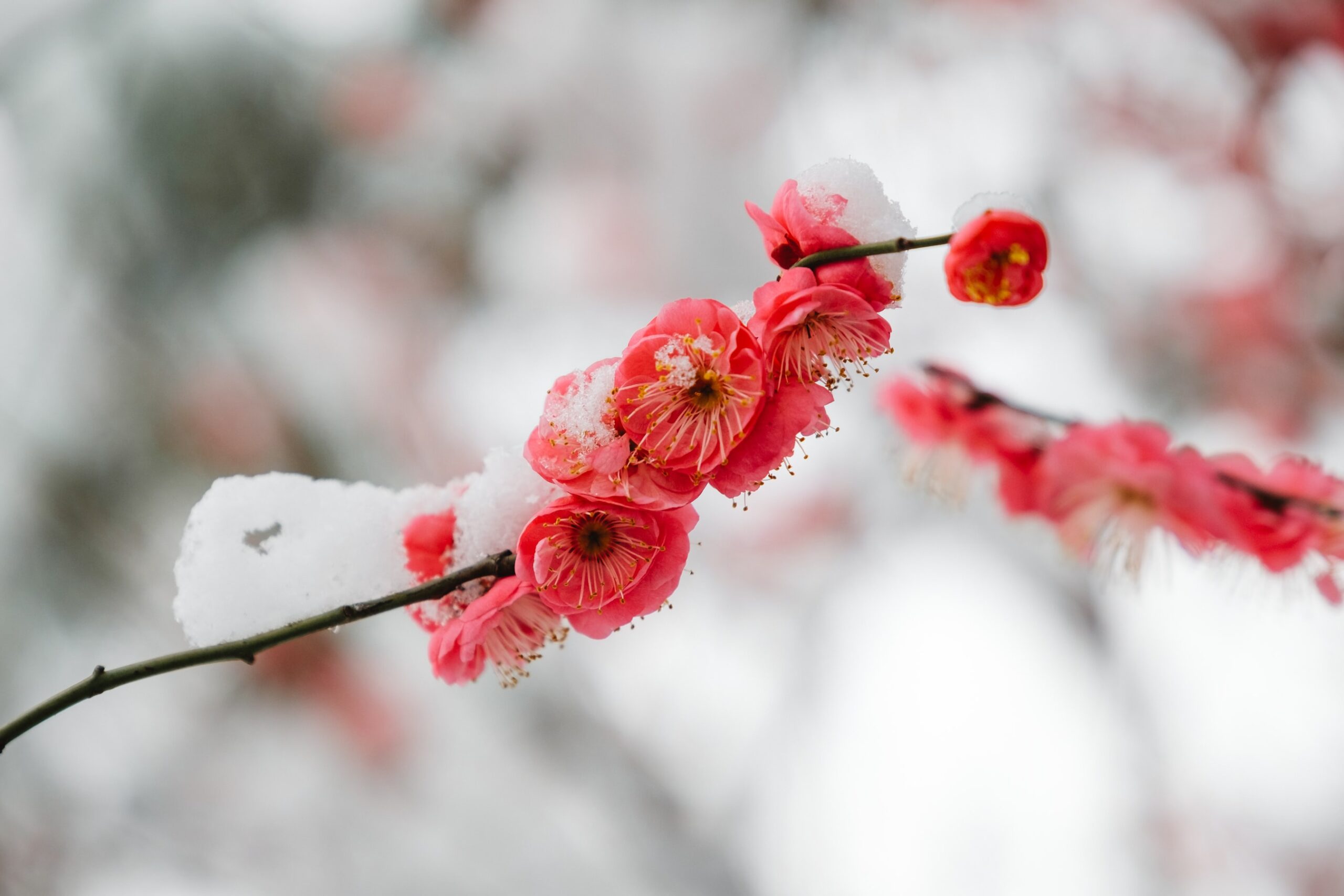 Flower under snow