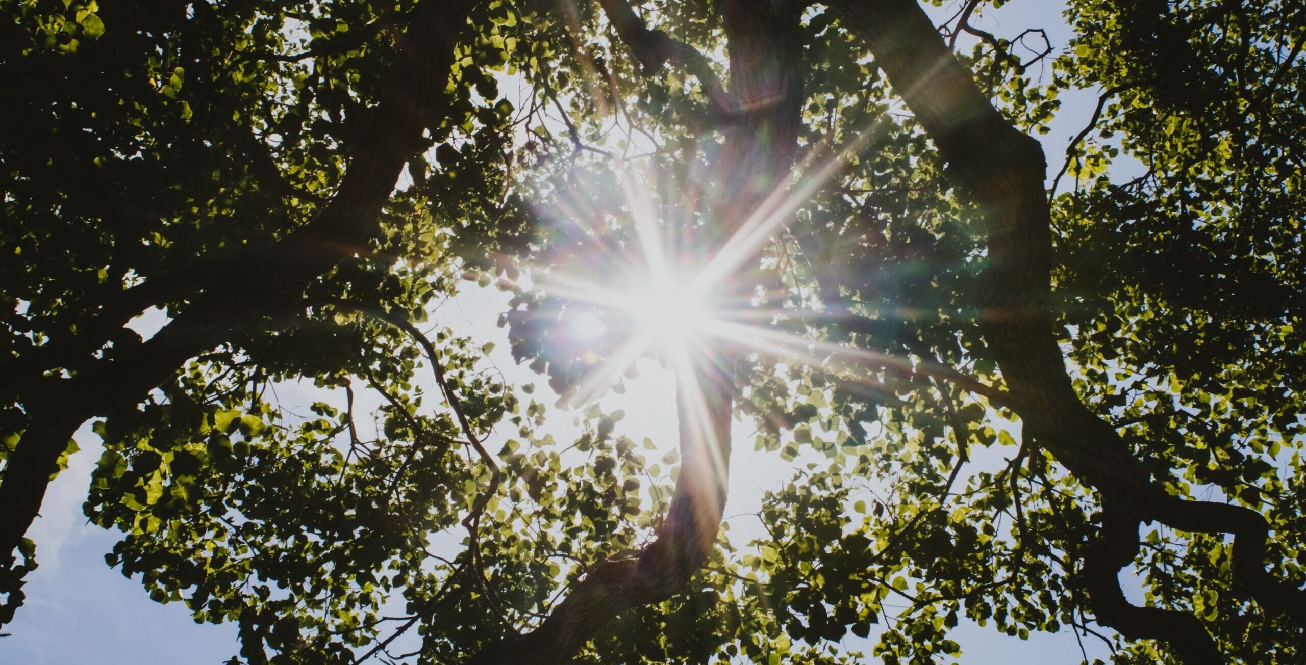 Sun shining through overhead tree branches