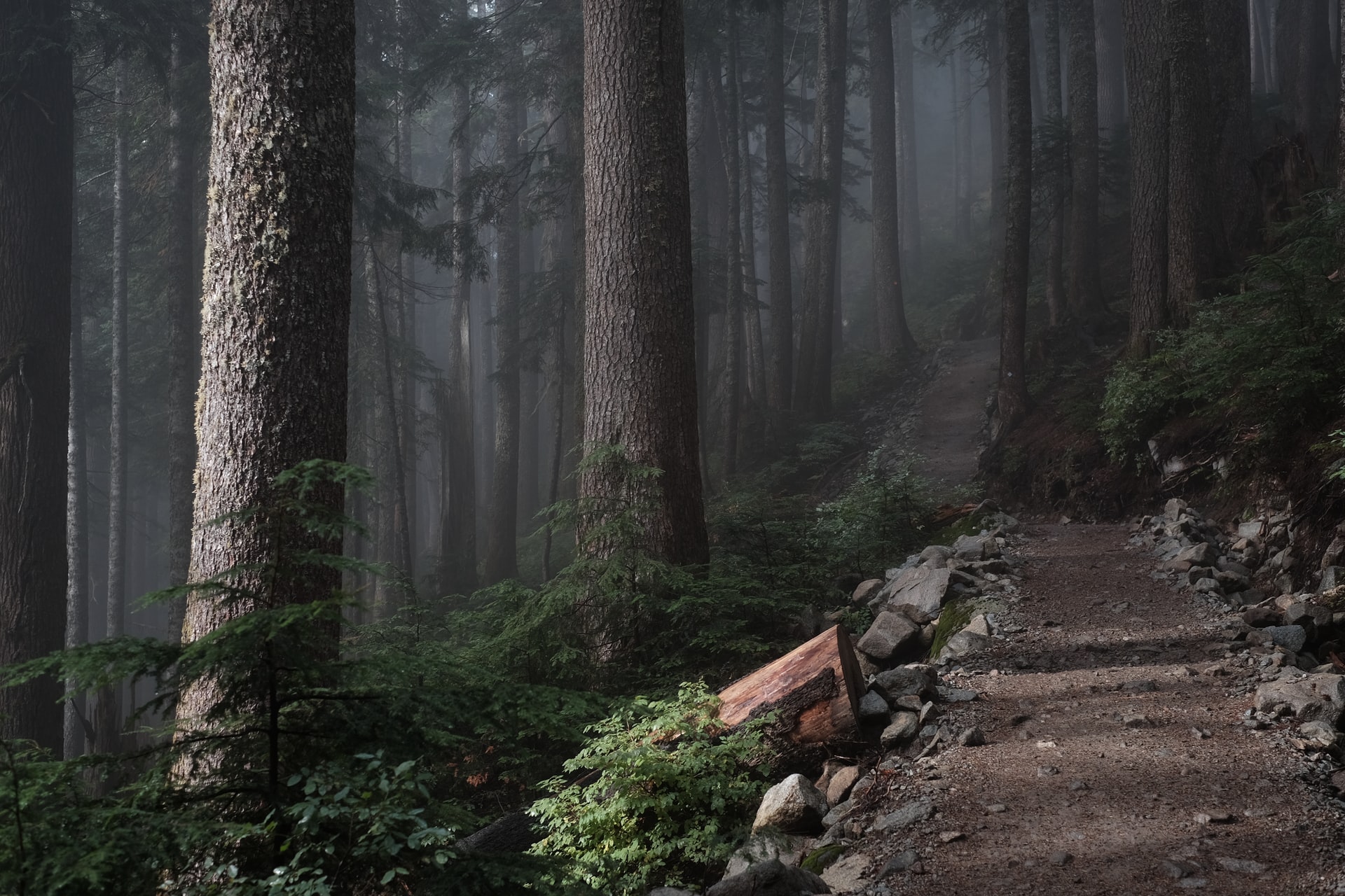 forest path