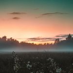 a field of white flowers at dawn