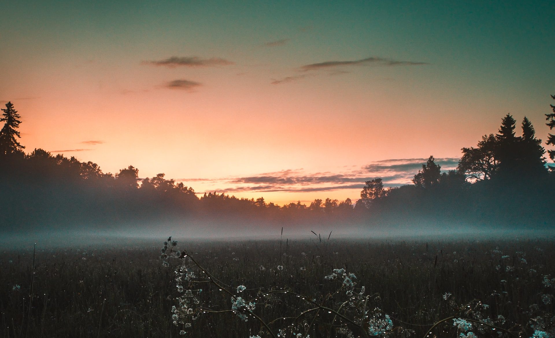 a field of white flowers at dawn