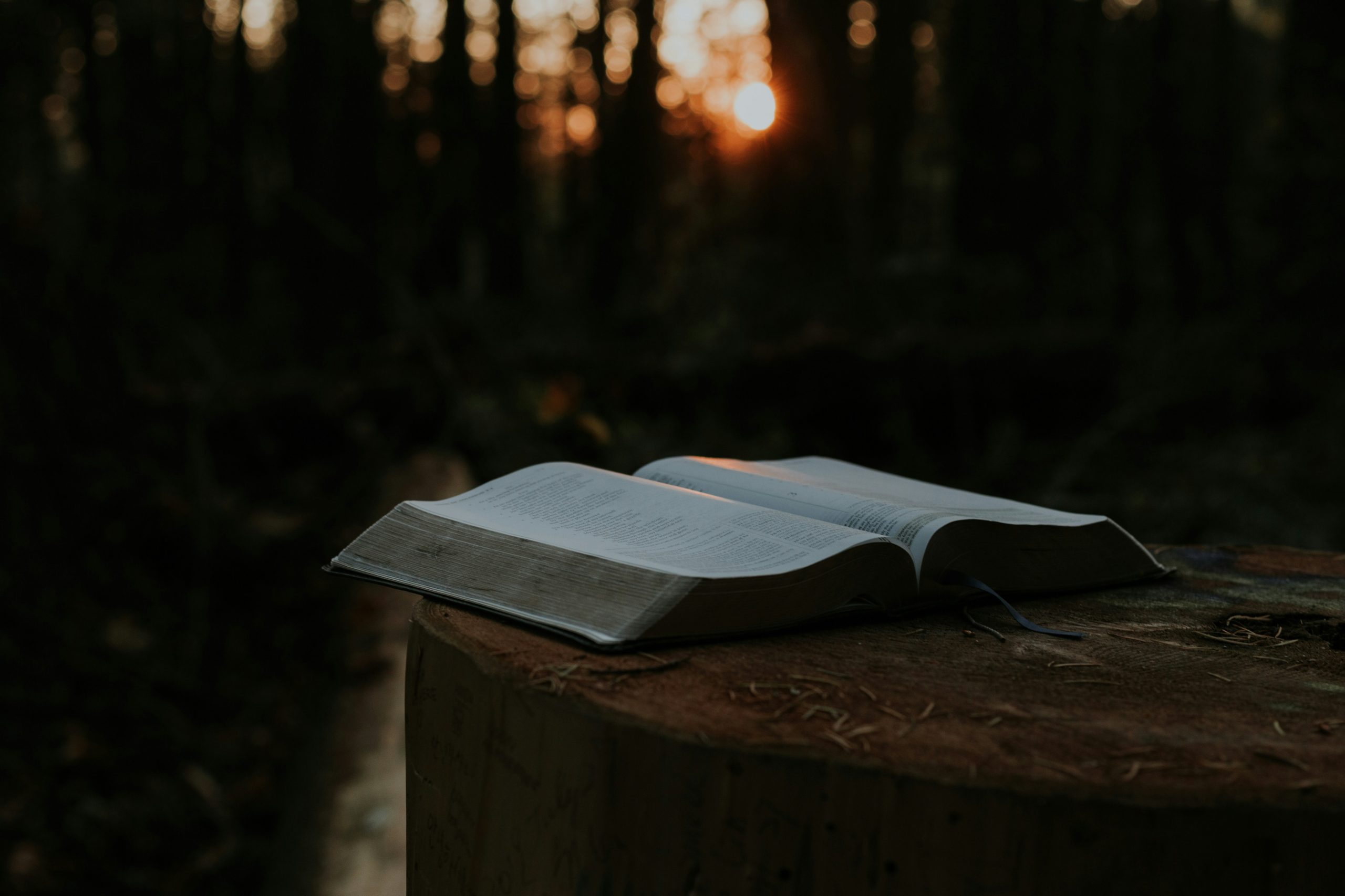 Open Bible in a forest