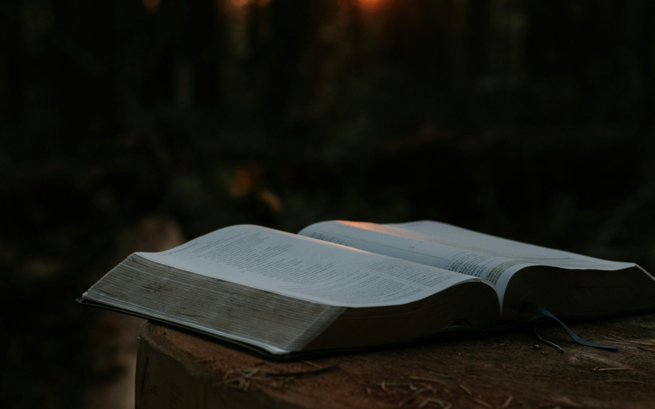 Open Bible in a forest
